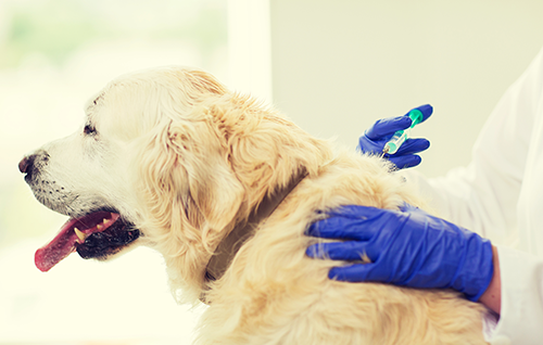 犬の混合ワクチン