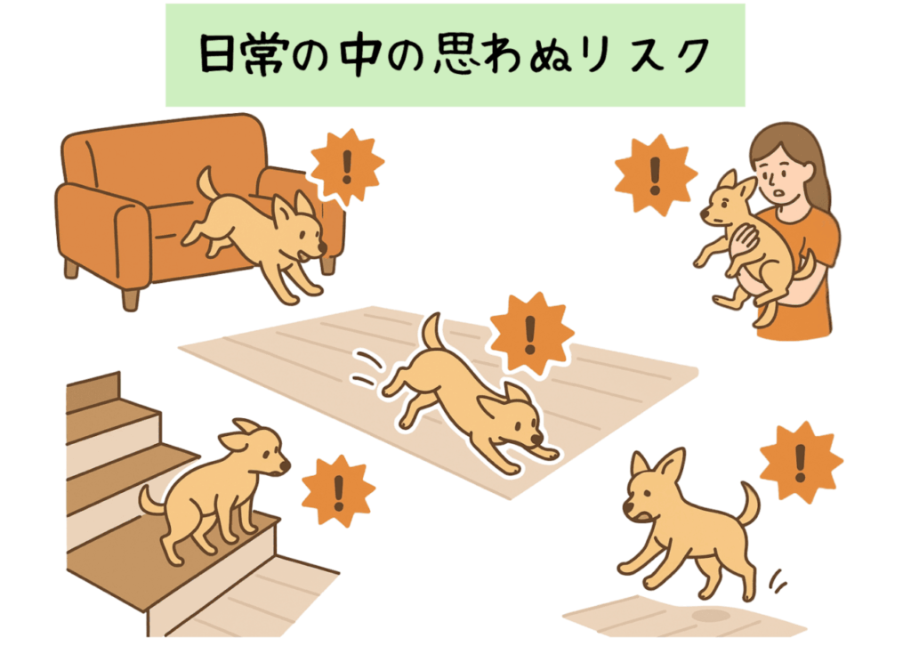 小型犬の膝蓋骨脱臼や骨折の原因となる日常の危険場面を示したイラスト。滑る床や高所からの落下、階段などに注意が必要