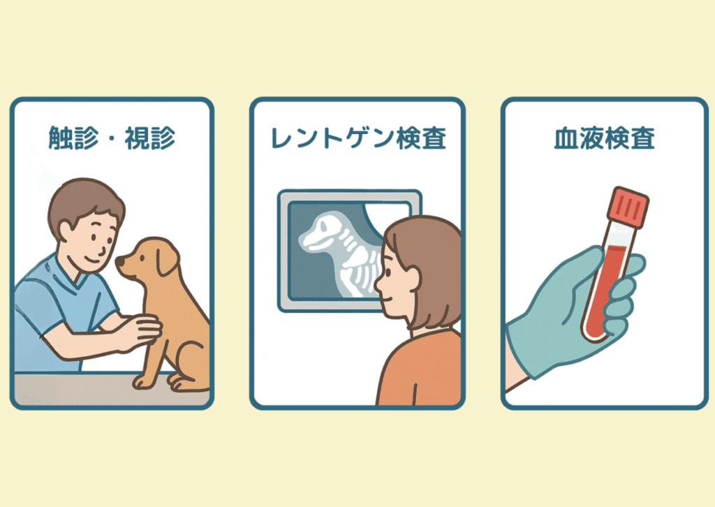 触診・視診、レントゲン検査、血液検査など、術前検査の説明をしているイラスト 