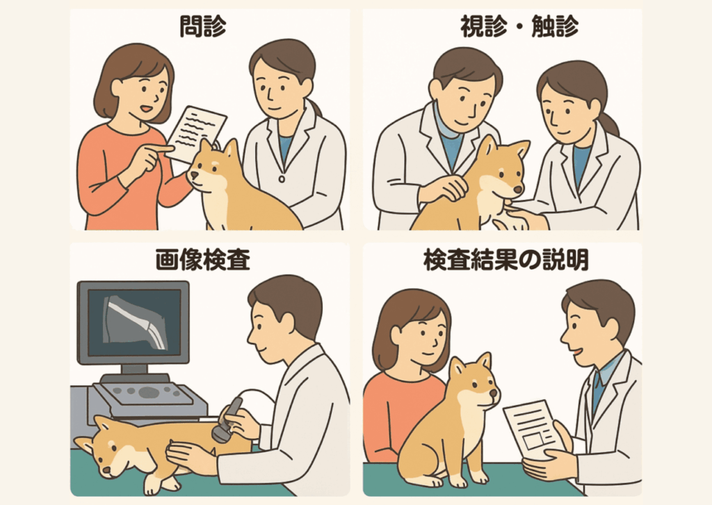 犬の足の腫れで来院した際の診察の流れを示すイラスト（問診、視診・触診、画像検査、検査結果の説明）。